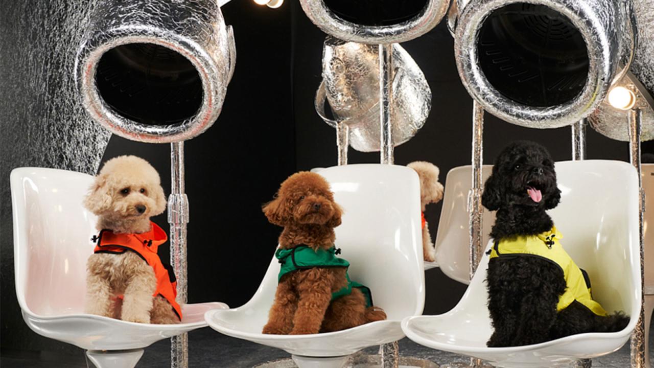 Pet Luxury Online Store Luxury pet shop