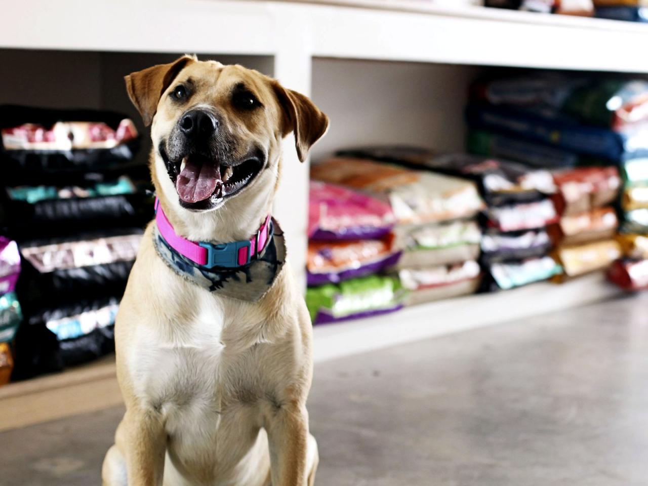 Are You Perplexed About Selecting The Best Pet Shop In Essex? - 10AD Blog Best pet shop